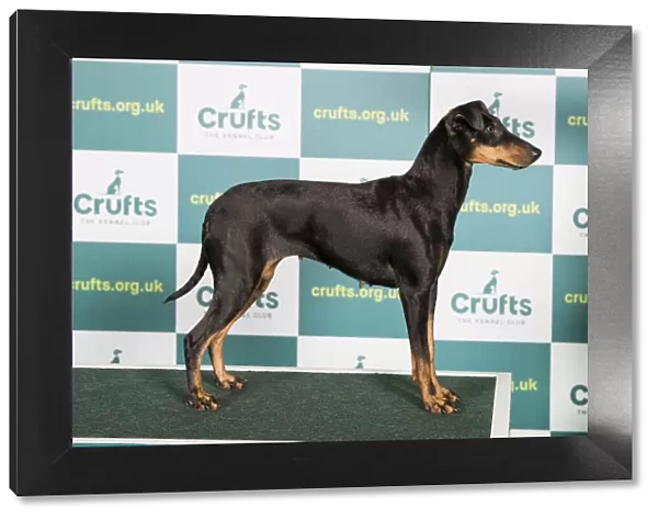 Best of Breed MANCHESTER TERRIER Crufts 2022