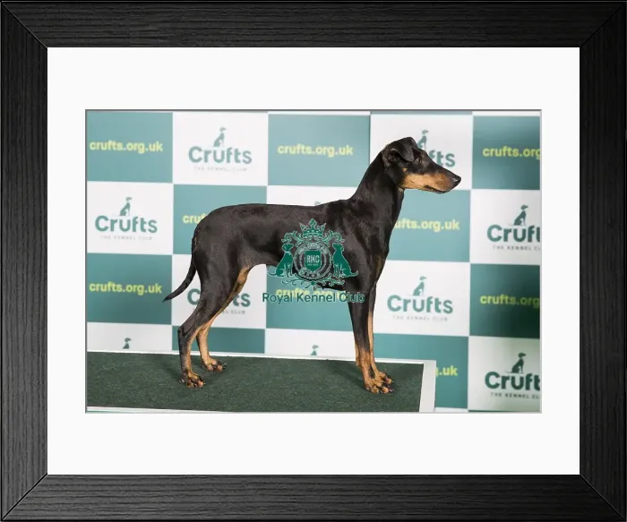 Framed Print : Best of Breed MANCHESTER TERRIER Crufts 2022 Framed Print : Best of Breed MANCHESTER TERRIER Crufts 2022