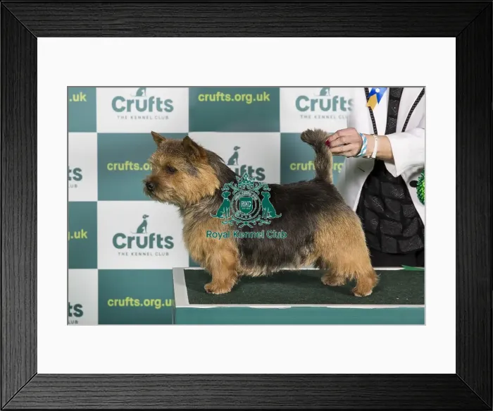 Framed Print : Best of Breed NORWICH TERRIER Crufts 2022 Framed Print : Best of Breed NORWICH TERRIER Crufts 2022
