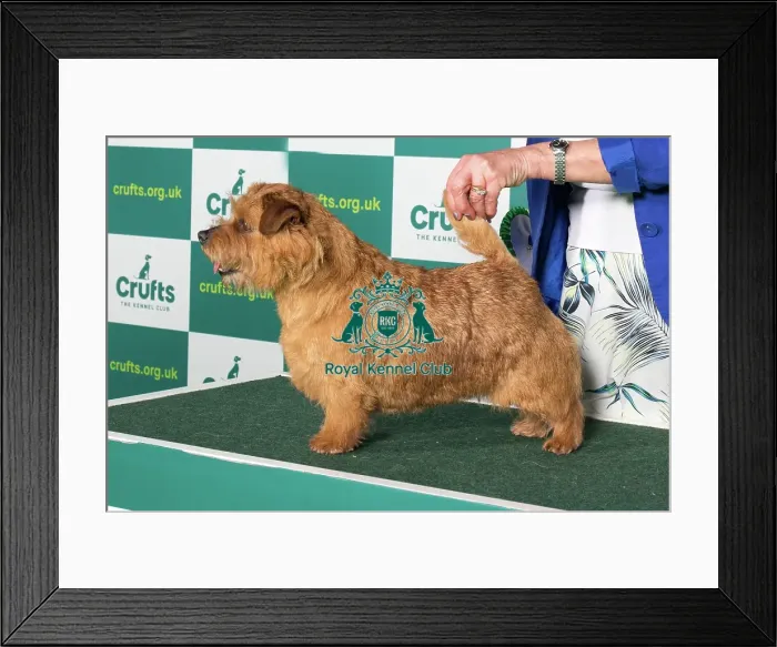Framed Print : Best of Breed NORFOLK TERRIER Crufts 2022 Framed Print : Best of Breed NORFOLK TERRIER Crufts 2022