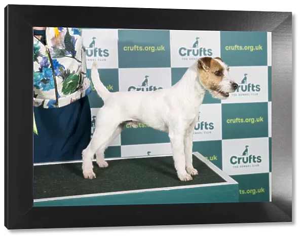 Best of Breed PARSON RUSSELL TERRIER Crufts 2022