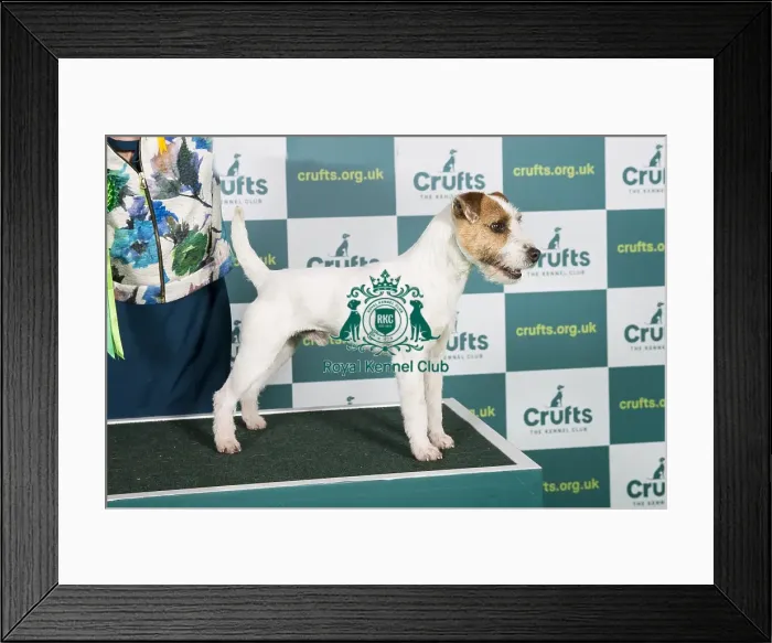 Framed Print : Best of Breed PARSON RUSSELL TERRIER Crufts 2022 Framed Print : Best of Breed PARSON RUSSELL TERRIER Crufts 2022