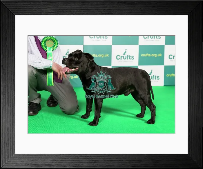 Framed Print : Best of Breed STAFFORDSHIRE BULL TERRIER Crufts 2022 Framed Print : Best of Breed STAFFORDSHIRE BULL TERRIER Crufts 2022
