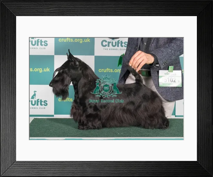 Framed Print : Best of Breed SCOTTISH TERRIER Crufts 2022 Framed Print : Best of Breed SCOTTISH TERRIER Crufts 2022