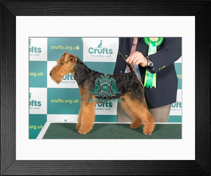 Framed Print : Best of Breed WELSH TERRIER Crufts 2022 Framed Print : Best of Breed WELSH TERRIER Crufts 2022