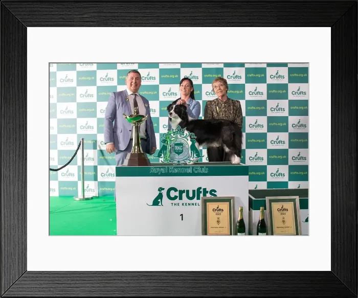 Framed Print : Group Winner 1st place Border Collie