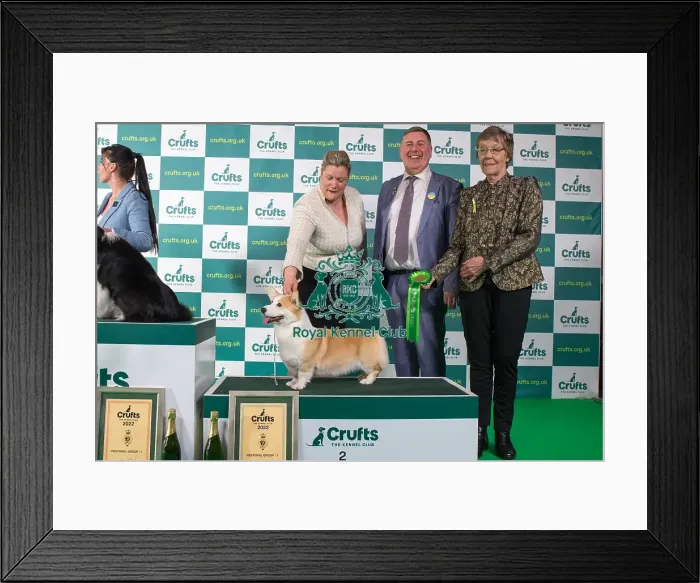 Framed Print : Group Winner Pastoral 2nd place WELSH CORGI (PEMBROKE) Crufts 20