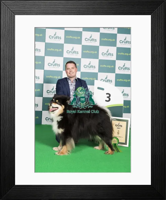 Framed Print : Group Winner Pastoral 3rd place FINNISH LAPPHUND Framed Print : Group Winner Pastoral 3rd place FINNISH LAPPHUND