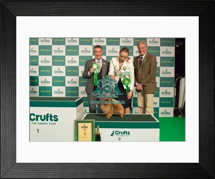 Framed Print : Group Winner Toy 2nd place Pomeranian