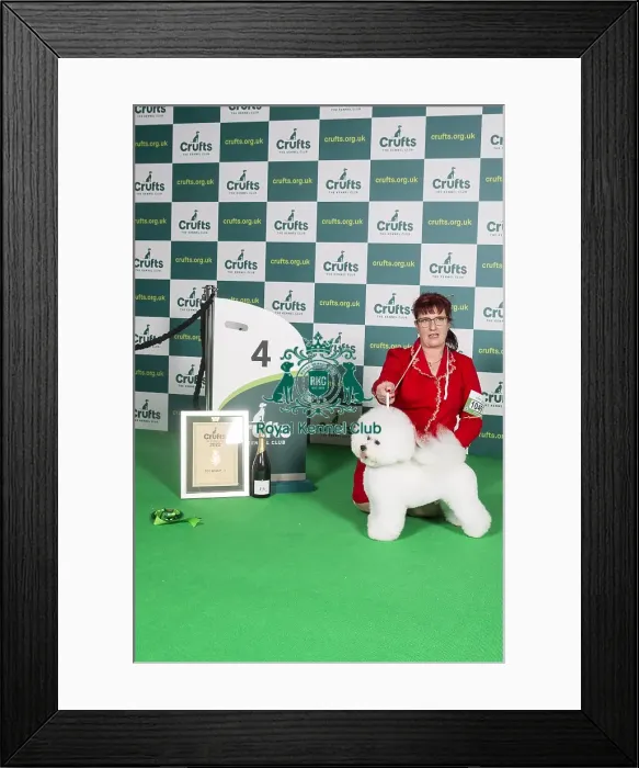 Framed Print : Toy Group Winner 4th place Framed Print : Toy Group Winner 4th place