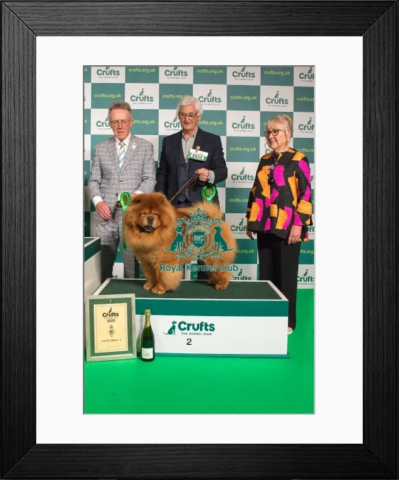 Framed Print : Group Winner 2nd place Utility CHOW CHOW Framed Print : Group Winner 2nd place Utility CHOW CHOW