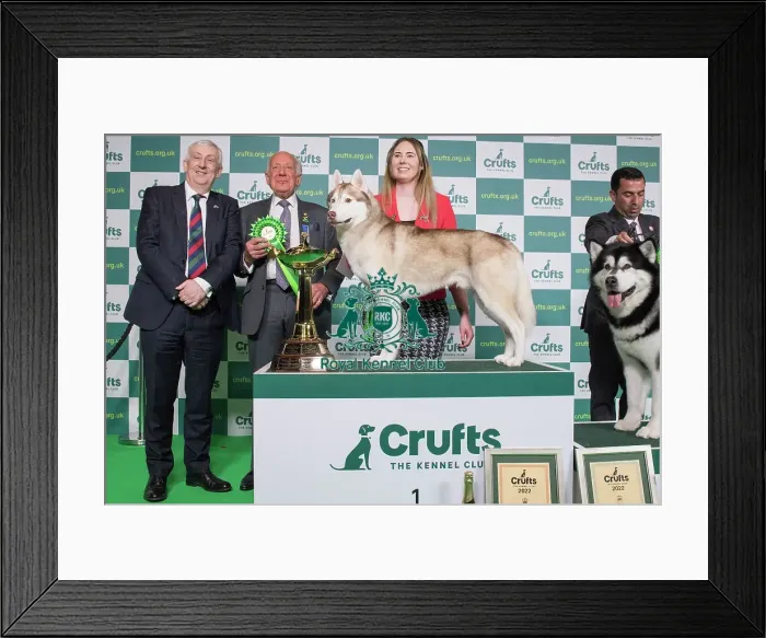 Framed Print : Group Winner Working Siberian Husky 1st place