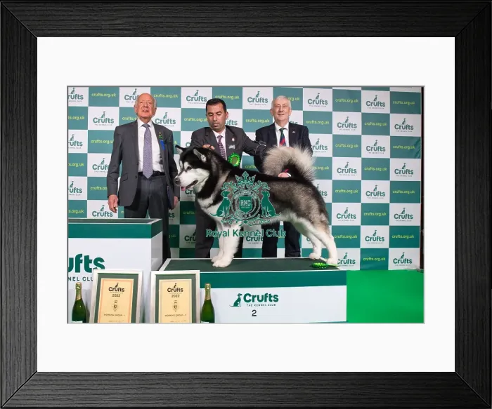 Framed Print : Group Winner 2nd place Working Alaskan Malamute Framed Print : Group Winner 2nd place Working Alaskan Malamute