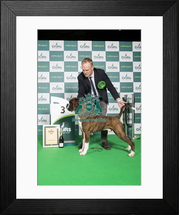 Framed Print : Best of Breed Boxer Crufts 2022 Framed Print : Best of Breed Boxer Crufts 2022