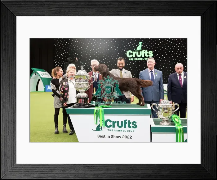 Framed Print : Best in Show Winner Crufts 2022 Framed Print : Best in Show Winner Crufts 2022