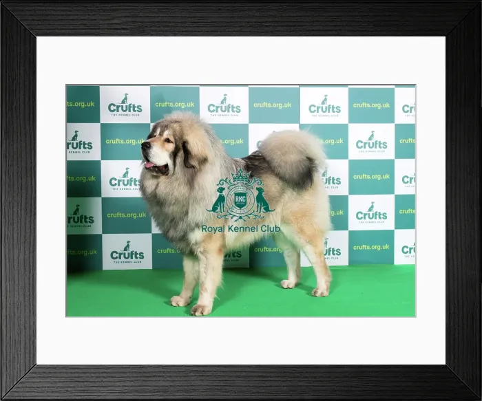 Framed Print : Best of Breed TIBETAN MASTIFF Crufts 2022 Framed Print : Best of Breed TIBETAN MASTIFF Crufts 2022