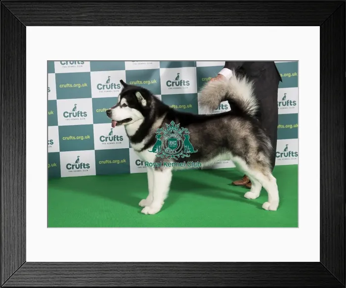 Framed Print : Best of Breed Alaskan Malamute Crufts 2022 Framed Print : Best of Breed Alaskan Malamute Crufts 2022