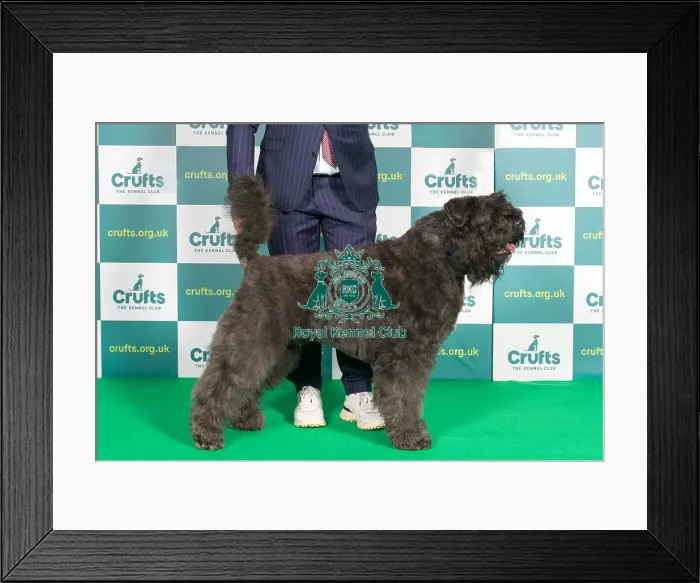 Framed Print : Best of Breed BOUVIER DES FLANDRES Crufts 2022 Framed Print : Best of Breed BOUVIER DES FLANDRES Crufts 2022