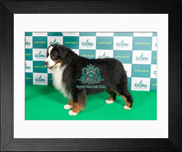 Framed Print : Best of Breed BERNESE MOUNTAIN DOG Crufts 2022 Framed Print : Best of Breed BERNESE MOUNTAIN DOG Crufts 2022