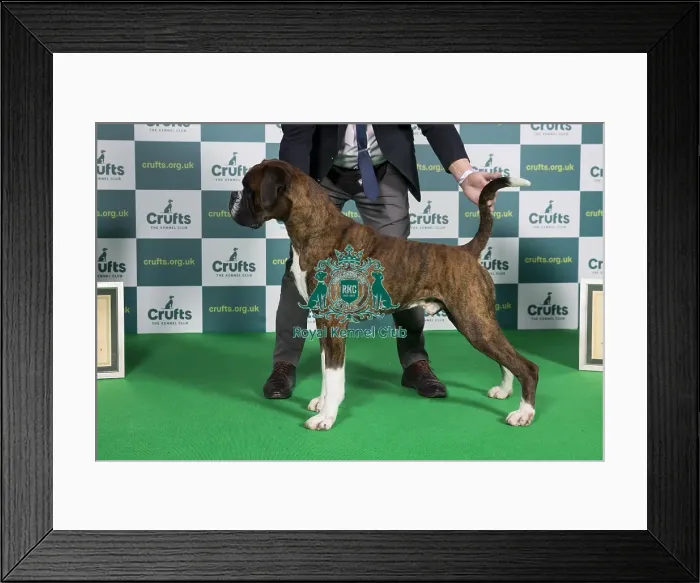 Framed Print : Best of Breed Boxer Crufts 2022 Framed Print : Best of Breed Boxer Crufts 2022