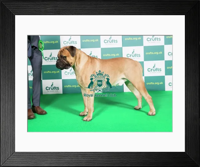 Framed Print : Best of Breed Bullmastiff Crufts 2022 Framed Print : Best of Breed Bullmastiff Crufts 2022