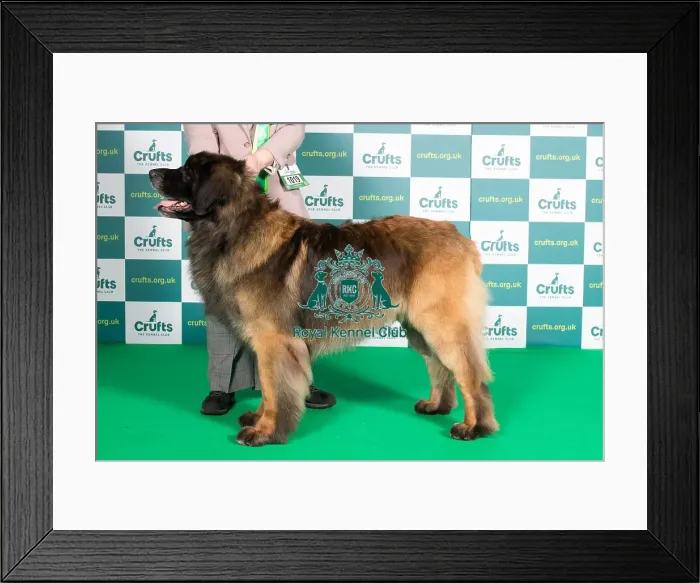 Framed Print : Best of Breed LEONBERGER Crufts 2022 Framed Print : Best of Breed LEONBERGER Crufts 2022