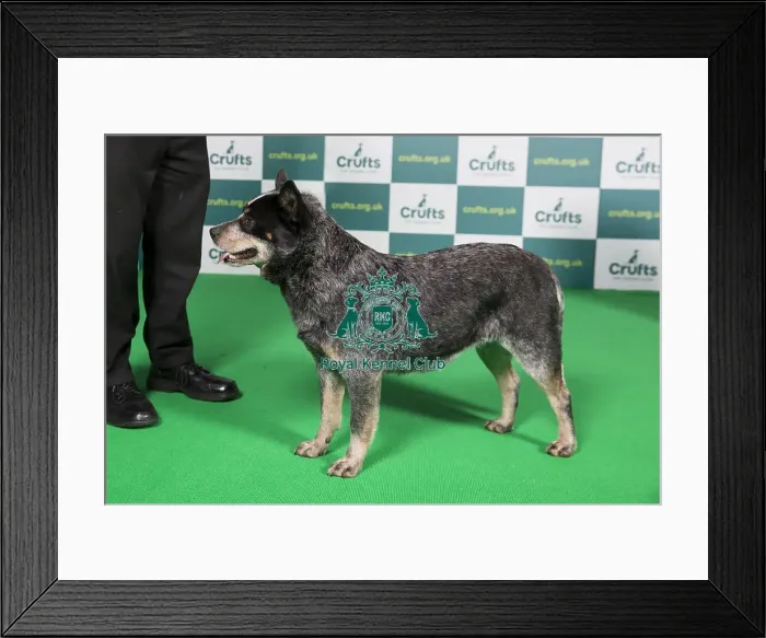 Framed Print : Best of Breed Australian Cattle Dog Crufts 2022 Framed Print : Best of Breed Australian Cattle Dog Crufts 2022
