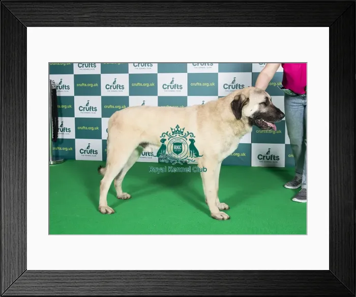 Framed Print : Best of Breed ANATOLIAN SHEPHERD DOG Crufts 2022 Framed Print : Best of Breed ANATOLIAN SHEPHERD DOG Crufts 2022