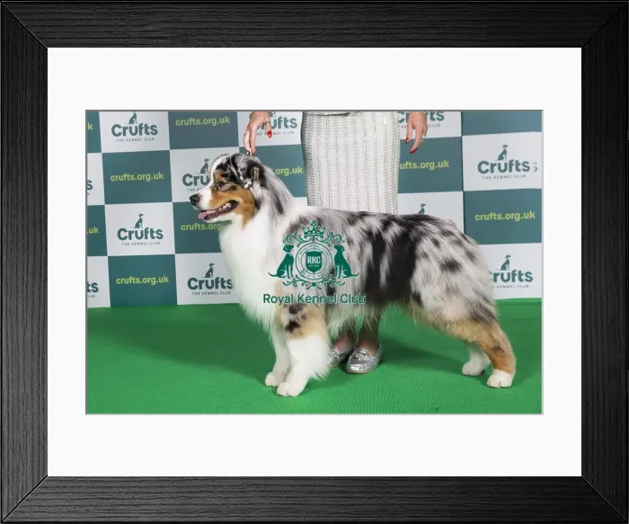 Framed Print : Best of Breed Australian Shepherd Crufts 2022 Framed Print : Best of Breed Australian Shepherd Crufts 2022