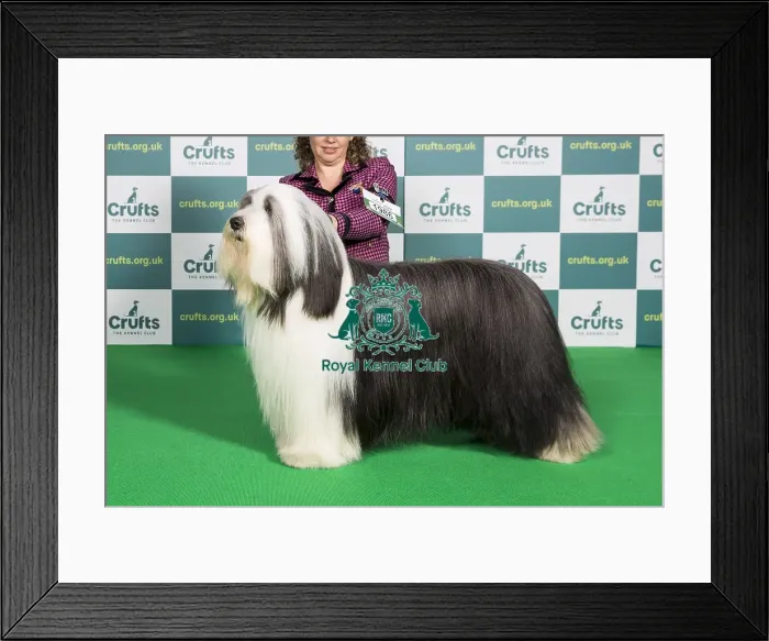 Framed Print : Best of Breed BEARDED COLLIE Crufts 2022