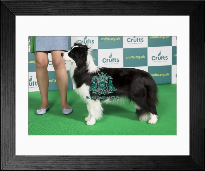 Framed Print : Best of Breed BORDER COLLIE Crufts 2022 Framed Print : Best of Breed BORDER COLLIE Crufts 2022
