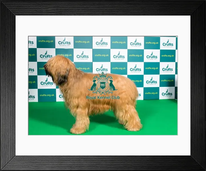 Framed Print : Best of Breed BRIARD Crufts 2022 Framed Print : Best of Breed BRIARD Crufts 2022