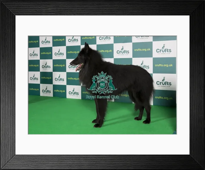 Framed Print : Best of Breed BELGIAN SHEPHERD DOG (TERVUEREN) Crufts 2022