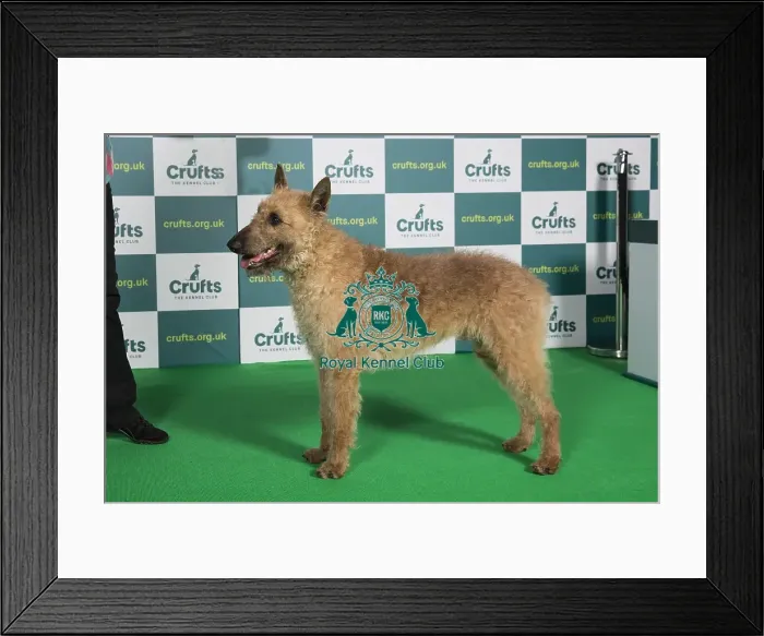 Framed Print : Best of Breed BELGIAN SHEPHERD DOG (LAEKENOIS) Crufts 2022 Framed Print : Best of Breed BELGIAN SHEPHERD DOG (LAEKENOIS) Crufts 2022