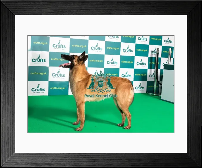 Framed Print : Best of Breed BELGIAN SHEPHERD DOG (MALINOIS) Crufts 2022 Framed Print : Best of Breed BELGIAN SHEPHERD DOG (MALINOIS) Crufts 2022