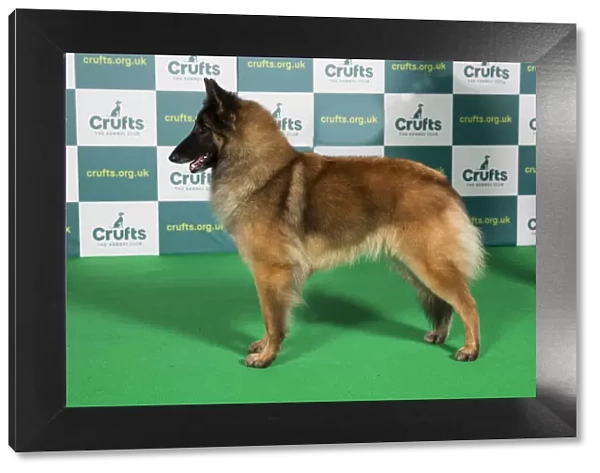 Best of Breed BELGIAN SHEPHERD DOG (TERVUEREN) Crufts 2022