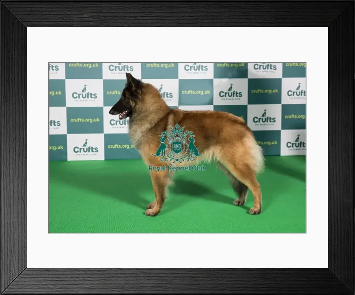 Framed Print : Best of Breed BELGIAN SHEPHERD DOG (TERVUEREN) Crufts 2022 Framed Print : Best of Breed BELGIAN SHEPHERD DOG (TERVUEREN) Crufts 2022