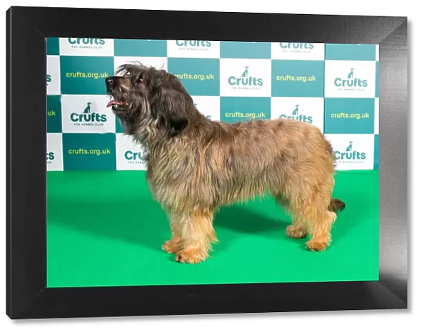 Best of Breed CATALAN SHEEPDOG Crufts 2022