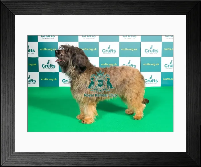 Framed Print : Best of Breed CATALAN SHEEPDOG Crufts 2022