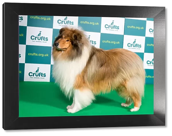 Best of Breed COLLIE (ROUGH) Crufts 2022