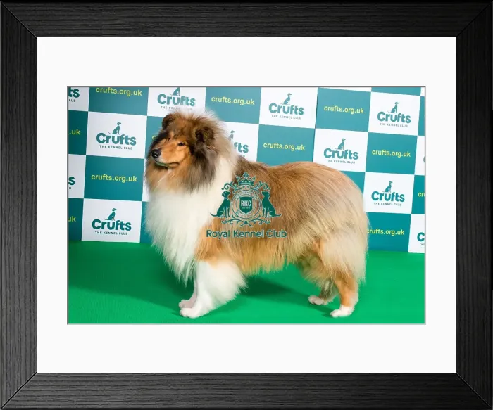 Framed Print : Best of Breed COLLIE (ROUGH) Crufts 2022 Framed Print : Best of Breed COLLIE (ROUGH) Crufts 2022