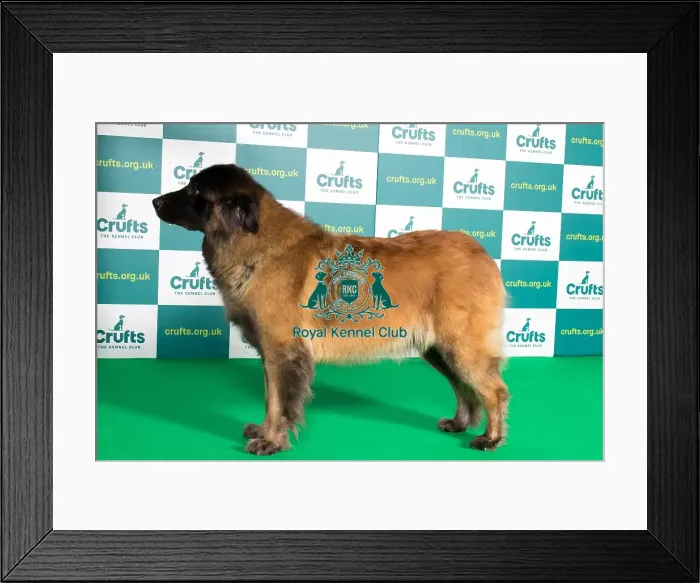 Framed Print : Best of Breed ESTRELA MOUNTAIN DOG Crufts 2022