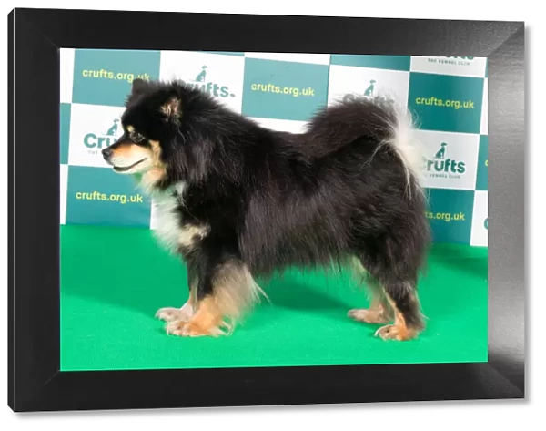 Best of Breed FINNISH LAPPHUND Crufts 2022