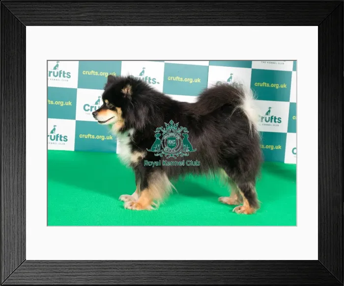 Framed Print : Best of Breed FINNISH LAPPHUND Crufts 2022