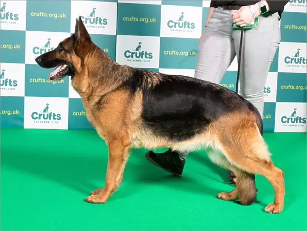 Best of Breed GERMAN SHEPHERD DOG Crufts 2022