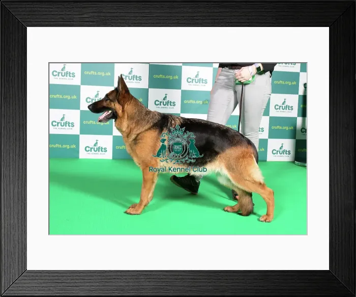 Framed Print : Best of Breed GERMAN SHEPHERD DOG Crufts 2022 Framed Print : Best of Breed GERMAN SHEPHERD DOG Crufts 2022