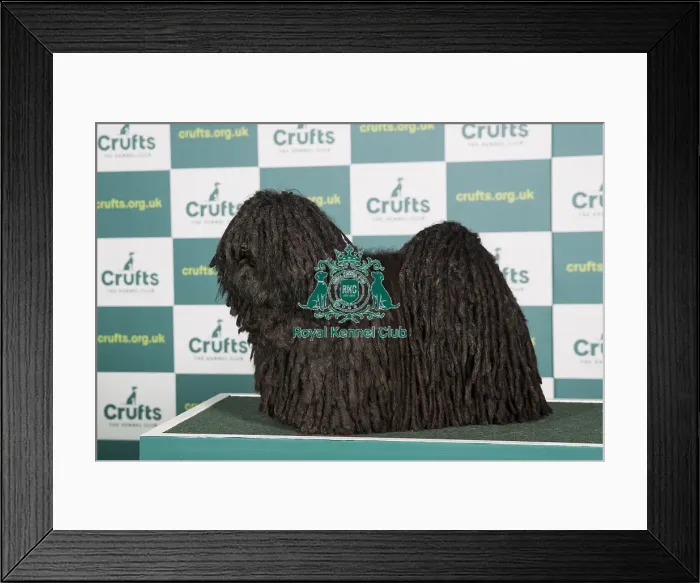 Framed Print : Best of Breed Hungarian Puli Crufts 2022 Framed Print : Best of Breed Hungarian Puli Crufts 2022