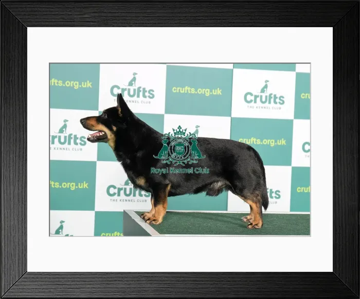 Framed Print : Best of Breed LANCASHIRE HEELER Crufts 2022 Framed Print : Best of Breed LANCASHIRE HEELER Crufts 2022