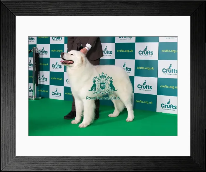 Framed Print : Best of Breed MAREMMA SHEEPDOG Crufts 2022 Framed Print : Best of Breed MAREMMA SHEEPDOG Crufts 2022