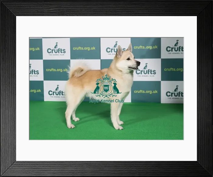 Framed Print : Best of Breed NORWEGIAN BUHUND Crufts 2022 Framed Print : Best of Breed NORWEGIAN BUHUND Crufts 2022